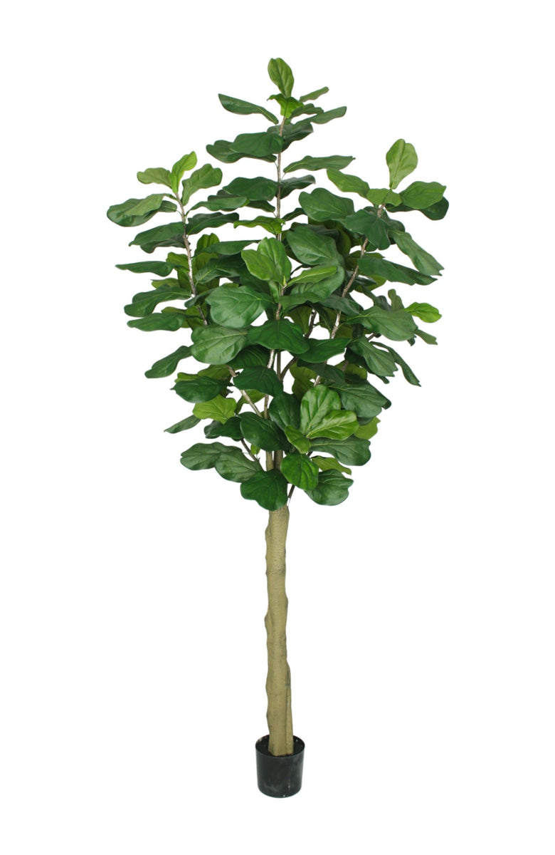 TR10182 FIDDLE TREEx184L,10'-1P/3.4' – Green Import Limited