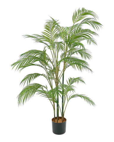 TR10601 POTTED DATE PALM TREE,4'-4P/2.95'