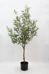 TR10743 OLIVE TREE,4'-1P