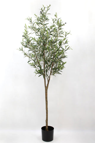 TR10744 OLIVE TREE,6.5'-1P