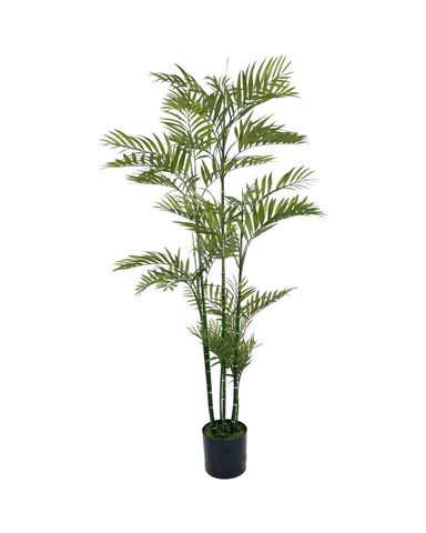 TR10753 BAMBOO PALM,6'-2P