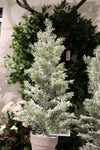 XM12144 CEDAR TREE w/SNOW,25in-4P/24/5.8'